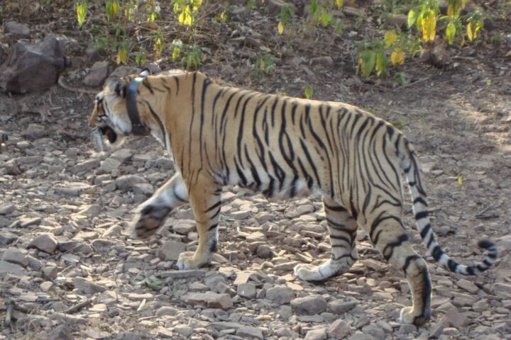Ranthambore National Park